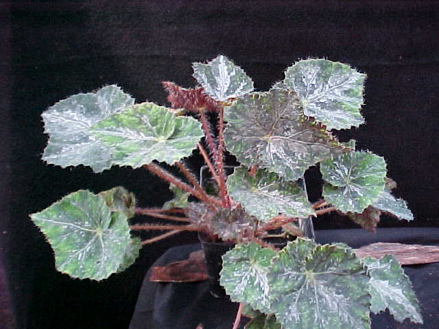 B. ‘Testquilt’
